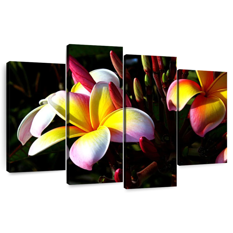 Fleur de plumeria Harnek