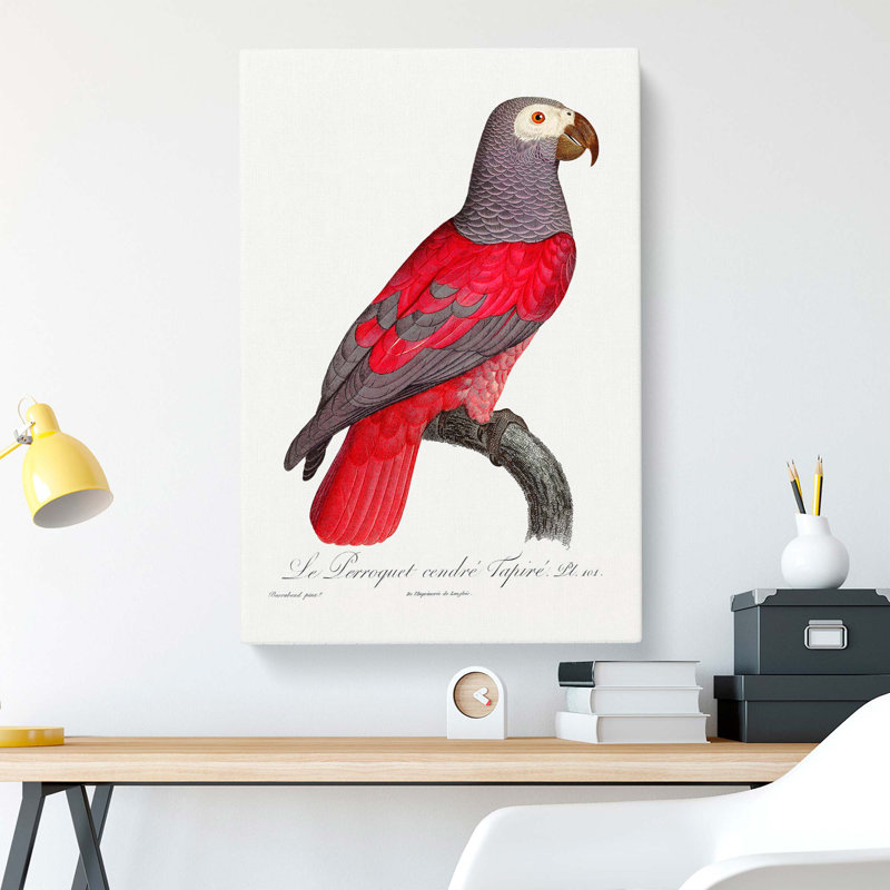 Grey Parrot by F. Levaillant - Wrapped Canvas, 76cm H x 50cm W x 3cm D