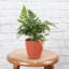 Live Rabbit's Foot Fern Plant