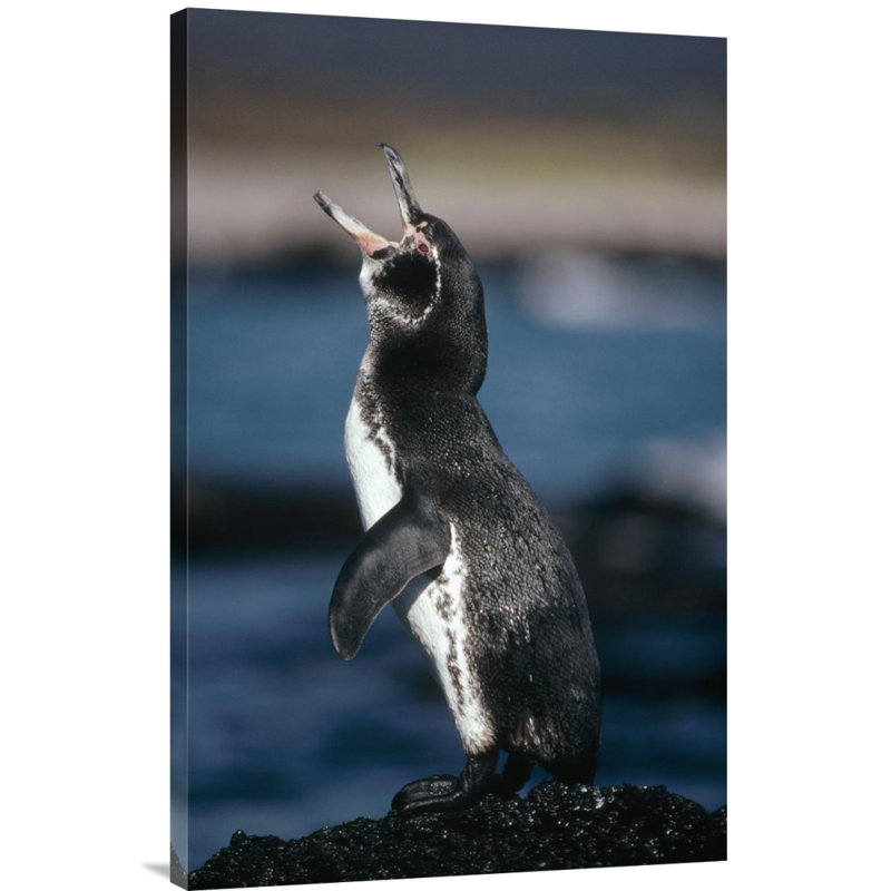 " Galapagos Penguin, Fernandina Island, Galapagos Islands, Ecuador ", 36" H x 24" W, Wrapped Canvas