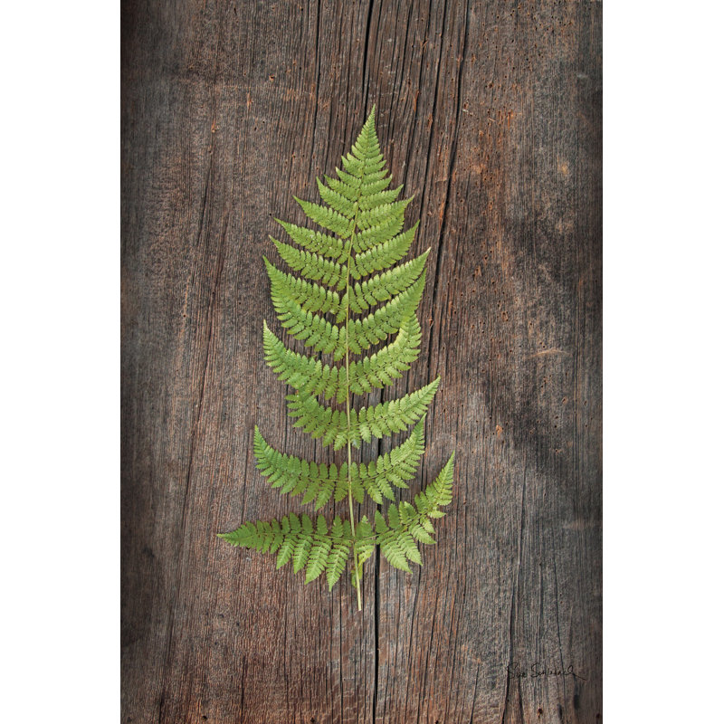 «Woodland Fern I» par Sue Schlabach, reproduction de photo sur toile tendue, H 12 po x l 8 po