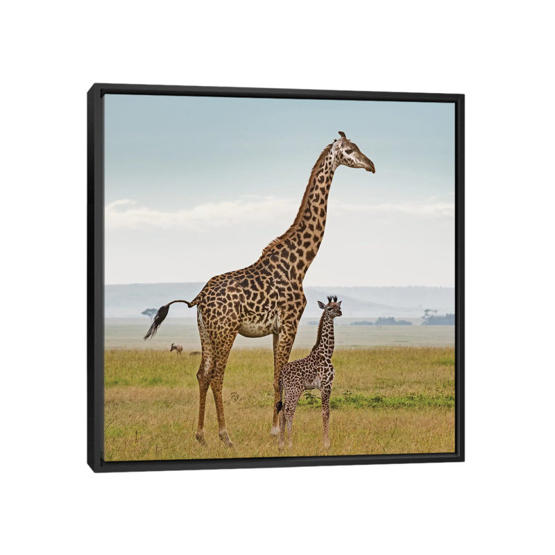 Colour Giraffe & Calf by Klaus Tiedge - Print on Canvas, 45.72 cm H x 45.72 cm W, Black Framed
