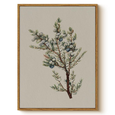 Juniper Berry Botanical Framed Wall Art