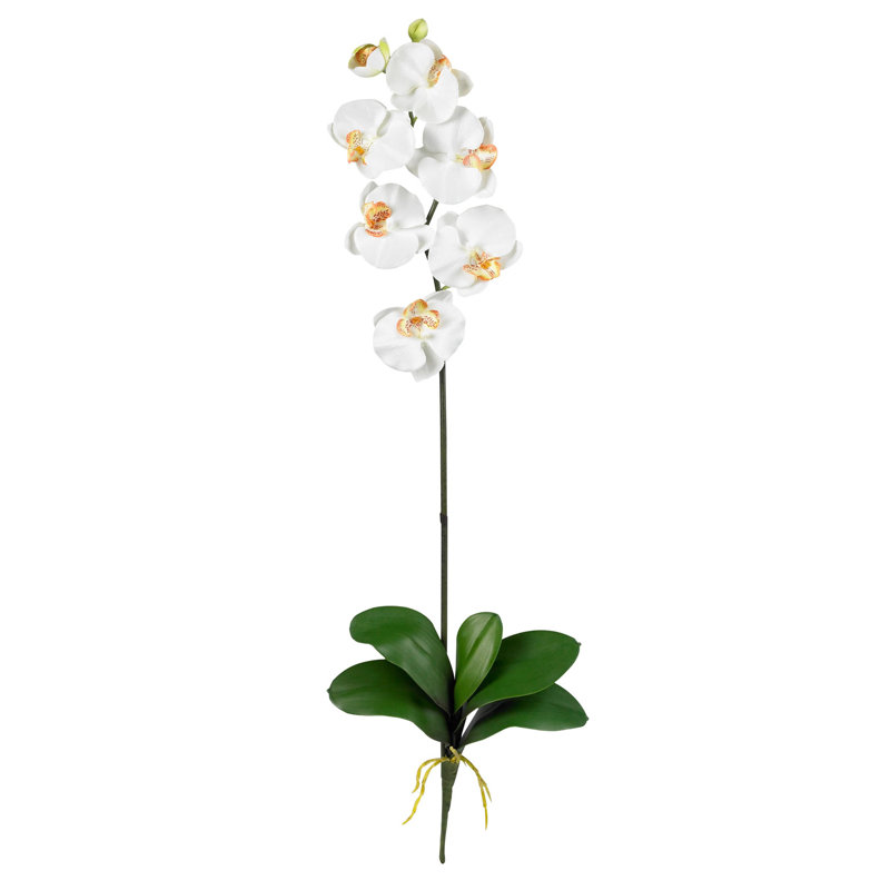 Orchid Arrangement