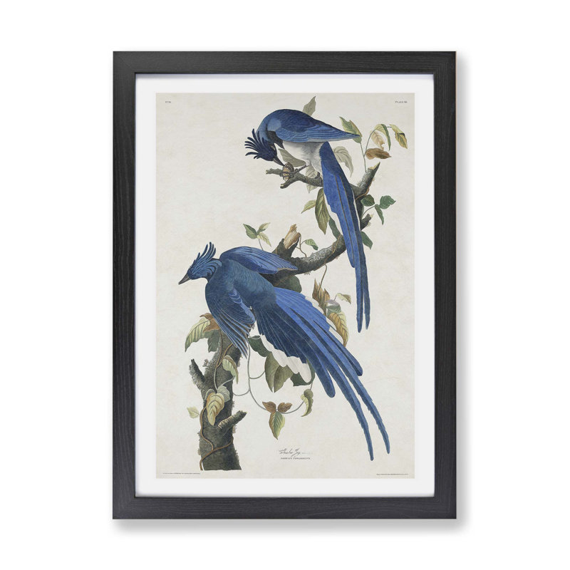 Columbia Jay by John Audubon - Single Picture Frame Painting, 33cm H x 45cm W x 2cm D, Black