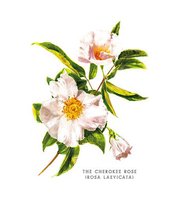 " The Cherokee Rose (Rosa Laevicata) "