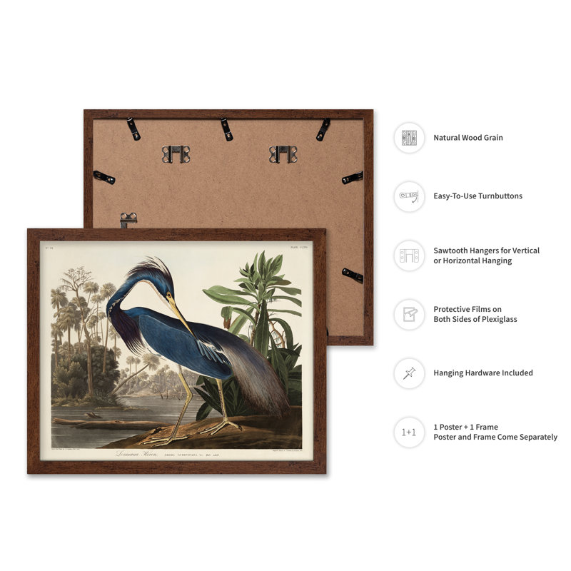 John James Audubon - héron de Louisiane, Poster, 12"H x 16"W, Brown Framed