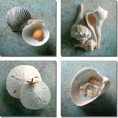 " Scallops, Whelks, Sand Dollars, & Shells In Shell " by Gayle And Glen Wans 4 - Pieces