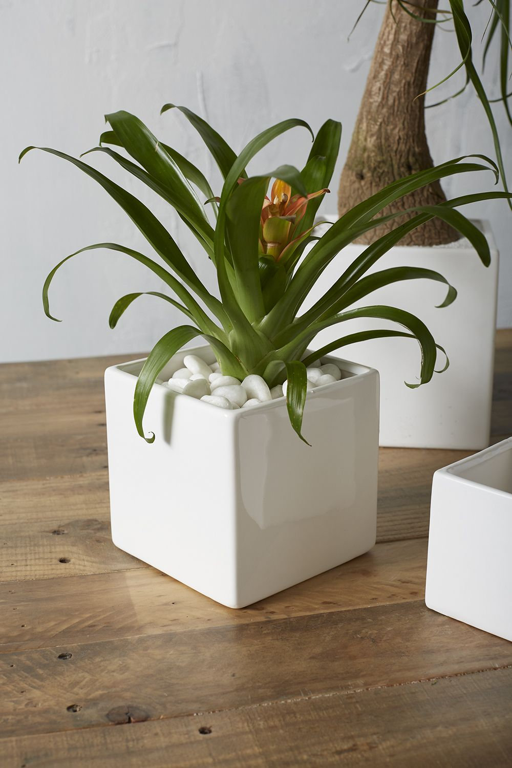 Demetria 6" Ceramic Pot Planter, White, 4.75" H x 4.75" W x 4.75" D