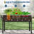50x17x32 Inch Galvanized Raised Garden Bed with Legs, Elevated Planter Box for Vegetables, Flowers, Herbs, Black-1347147652