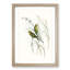 Warbling Grass-Parakeets by Elizabeth Gould - Framed Print-55612301-55612303