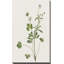 Wispy Botanical II - Peinture-2022620476-2038361622