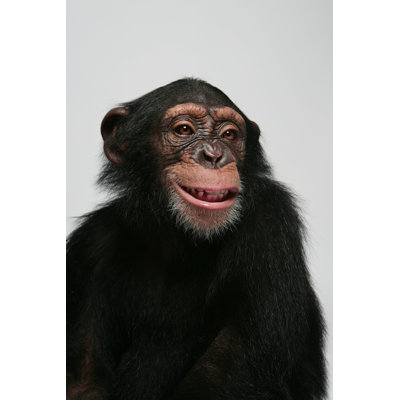 Chimpanzee Emotion Portrait par Mason01