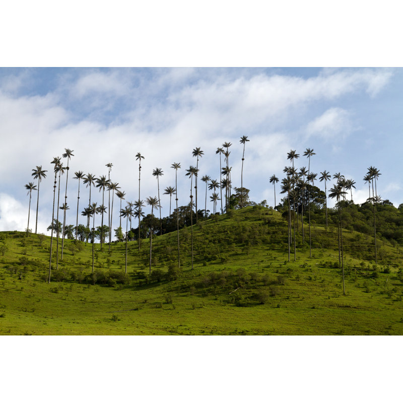Duponta Wax Palm Tree, Colombia - Wrapped Canvas Print, 30cm H x 46cm W 3.8cm D