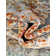 Oriental Indoor Rug