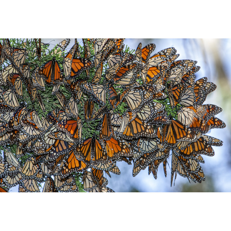 Monarch Butterflies On Branch by GomezDavid - No Frame Print on Canvas, 81cm H x 122cm W