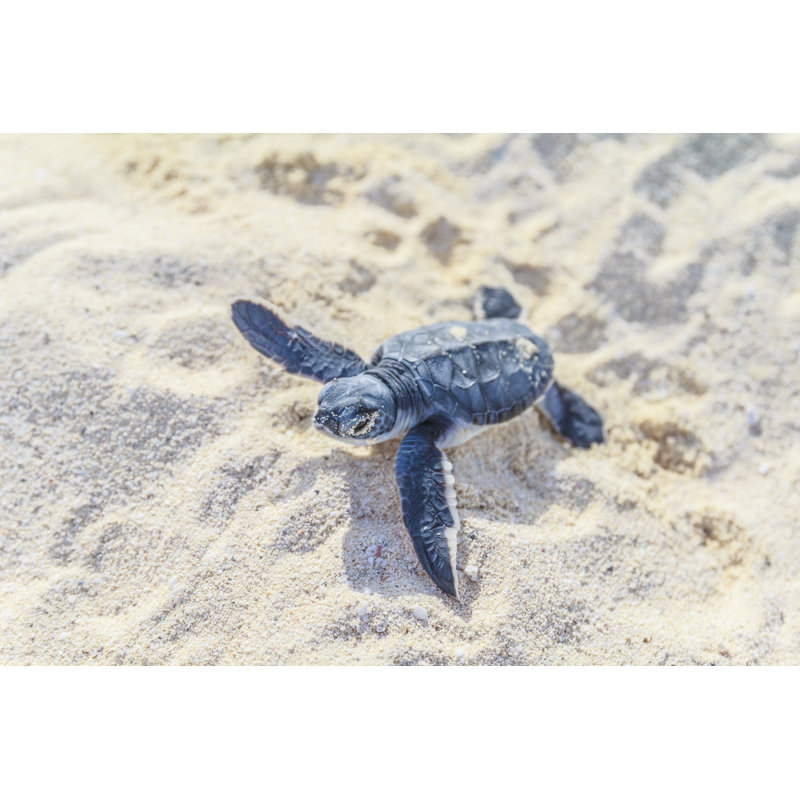 Newborn Sea Turtle by Italiansight - Wrapped Canvas Print, 51cm H x 76cm W x 3.8cm D