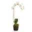 Phalaenopsis Orchids Flowers-67932854