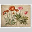 «Red Pink Wildflowers-101825462-101825459