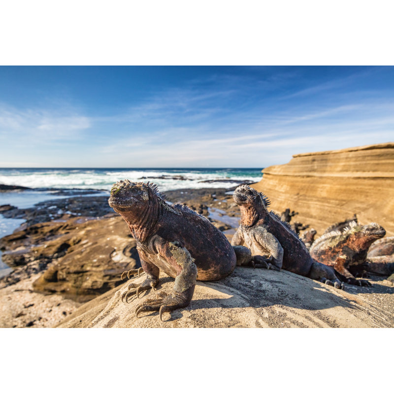 Bracken Iguanas by Maridav - Wrapped Canvas Print, 51cm H x 76cm W x 3.8cm D