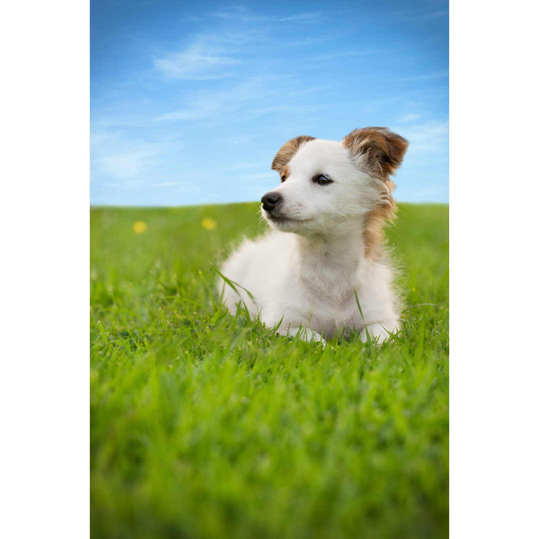 Hund sitzt im Gras