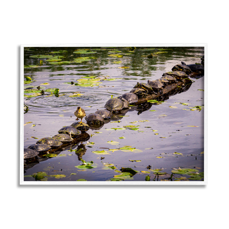 ba-413, «Bird on Turtle Backs» par Ryan Sims, reproduction de photo sur toile, Giclée encadrée blanc bord de mer