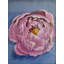 Peinture de pivoine rose | Acrylique sur toile | Sakshi Agarwal