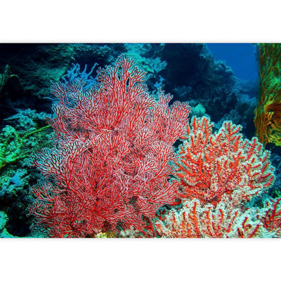 Vibrant Pink Coral Reef Underwater Ocean