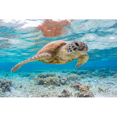 Beachcrest Home Green Turtle Swimming On The Great Barrier Reef ...