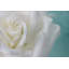 Judy Stalus - Wrapped Canvas Print-20708730