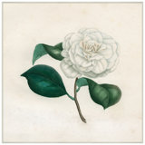 White Magnolia Giclee Print by Soicher Marin Archives