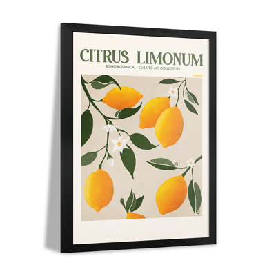 Citrus Limonum - Lemon - Wall Art Print - Gallery Poster