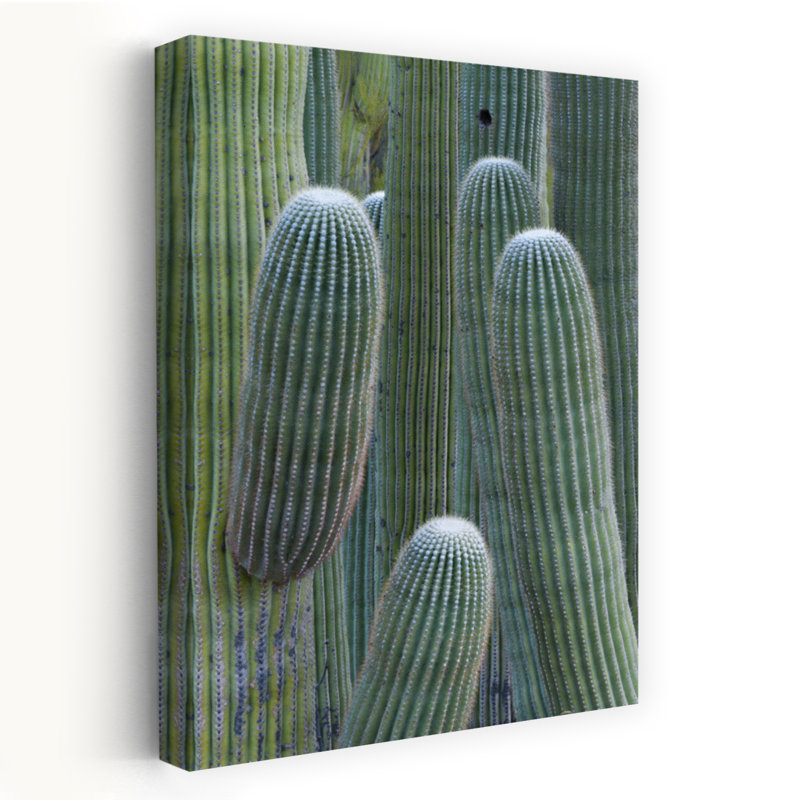 Cactus Saguaro, vallée d'Oro, Arizona, États-Unis, paysage de cactus contemporain abstrait, art naturel, H 48 po x l 32 po