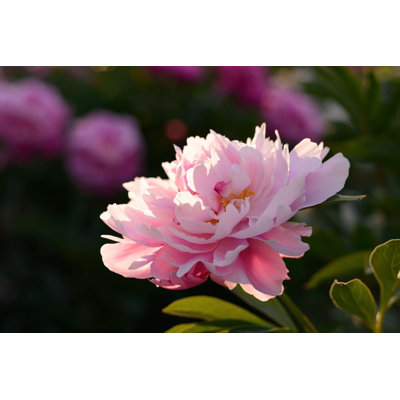 " Pink Peony Flower " by Axynia
