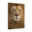 Lion Of Judah - Wrapped Canvas Print-1289599964