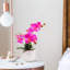 Orchidée fuchsia 13 pouces dans un vase rond blanc de 5 pouces Phalaenopsis