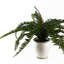 40cm Faux Plant in Ceramic Pot