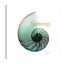 Shinny Serenity Snail 1 - Wrapped Canvas Print-865686623