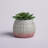 5 " H Faux Succulent in Ceramic Pot-137759542