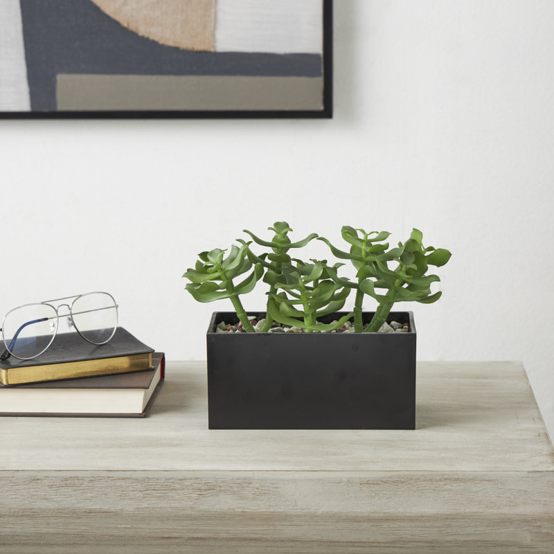 Bedfo 6,95 po plante succulente en pot en céramique