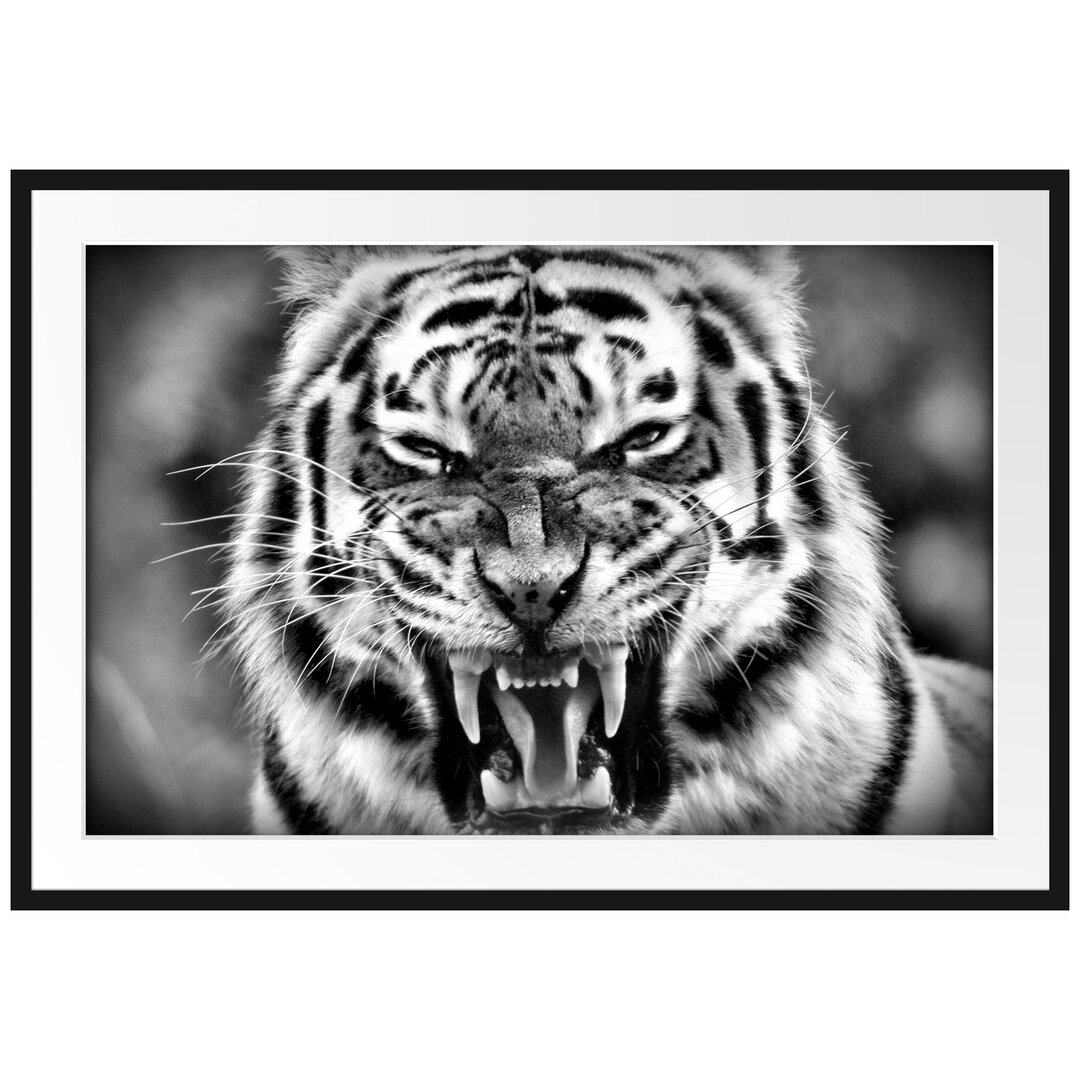 Gerahmtes Poster Aggressiver Tiger