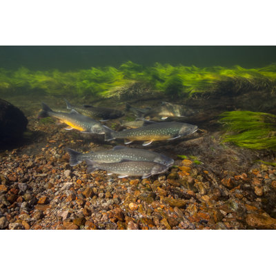 Arctique, Groenland - photographie sur toile tendue