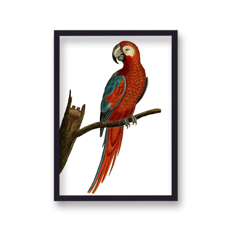 Vibrant Red Parrot Vintage 1 Piece Single Picture Frame Wall Art