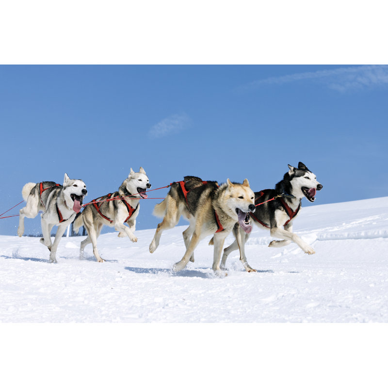 Cady Dogs In The Snow - Wrapped Canvas Print, 30cm H x 46cm W x 3.8cm D