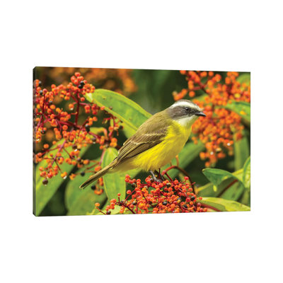 Costa Rica, Arenal. Social Flycatcher Close-up. by Jaynes Gallery - Wrapped Canvas Print