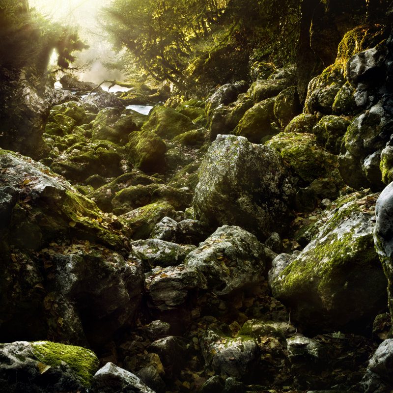 Misty Forest - Wrapped Canvas Print, 76cm H x 76cm W