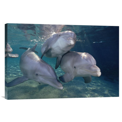 " Bottlenose Dolphin Trio Underwater, Waikoloa Hyatt, Hawaii "