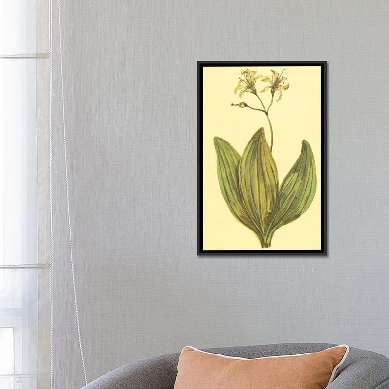 « clintonia », reproduction sur toile, H 26 po x l 18 po x P 1,5 po, Toile avec cadre noir, Pas de tapis