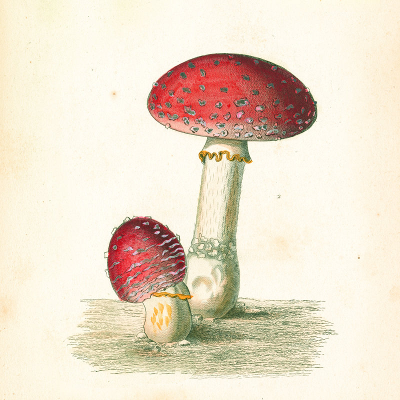 Champignons français III, H 30 po x l 30 po