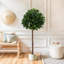 49" Artificial Topiary Bay Tree Ball With Black Plastic Pot Artificial Tree Set Of 2